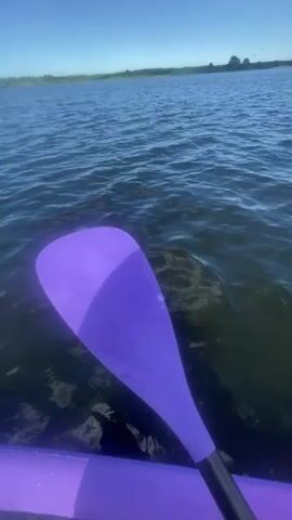 This media file is a collection of short video clips taken from a first-person perspective while paddleboarding on a lake. The setting is Ozerki, Russia, on a bright, sunny day with scattered white clouds. The water is calm with small ripples, and the sun reflects off the surface, creating a shimmering effect.

The primary object visible throughout the clips is the pink paddleboard, which has a textured grip pad and bungee cords for securing items. A purple paddle is also frequently visible, either in use or resting on the board. In one clip, a black bag and a pink can are placed on the front of the paddleboard.

The activity is paddleboarding on a lake. The camera pans across the water, showing the horizon with a line of trees and some distant structures. In one clip, a small, vegetated island is visible in the middle of the lake.

The time of day appears to be daytime, likely late morning or early afternoon, given the bright sunlight and clear skies. The weather is warm and pleasant. There is no visible text in the media file. The overall mood conveyed is one of peaceful recreation and enjoyment of nature.