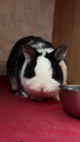 A black and white bunny rests on a red surface next to a metal bowl. The bunny faces the camera, its ears are perked. It seems relaxed. A shelf or similar wooden structure is behind it, and a patterned wall is behind that.