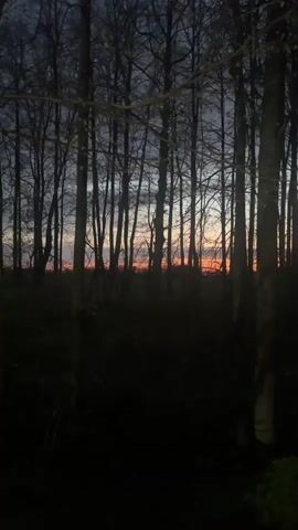 The video shows a view through a stand of bare trees towards the horizon at dusk or dawn. The sky is a gradient of colors from dark blue-gray at the top to a bright orange-red at the horizon. The trees are silhouetted against the sky, their branches creating a dense network. The foreground is dark, with some low-lying vegetation visible. The scene is still and quiet.