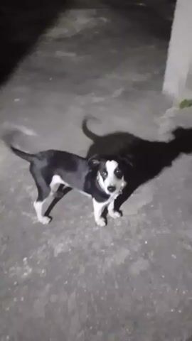 The video shows a medium-sized dog standing on concrete. The dog is black and white, with black fur on its back and white fur on its chest, legs, and snout. The dog is facing the camera and its tail is wagging. The dog’s shadow is visible on the concrete behind it. The dog is standing near a white column and the background is dark. A person's voice can be heard.