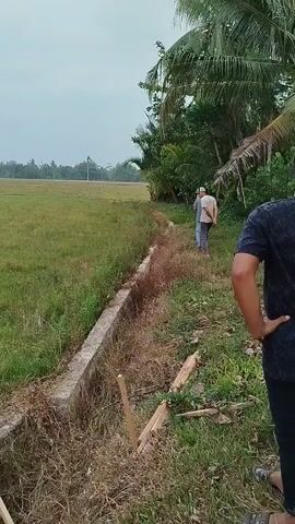 The video shows an outdoor scene with two men present. One man, wearing a dark shirt and dark pants, stands in the foreground with his hands on his hips, looking to the right. Behind him and to his left, a second man wearing a light-colored shirt and a white hat walks away from the camera into a grassy area. The environment appears to be a rural landscape with a large, open field of green grass stretching into the distance. A line of trees, including palm trees, is visible on the right side of the frame. A concrete structure, possibly a drainage ditch or a low wall, runs along the edge of the grassy area. There are also some wooden stakes visible in the foreground, possibly indicating construction or boundary markers. The sky is overcast.