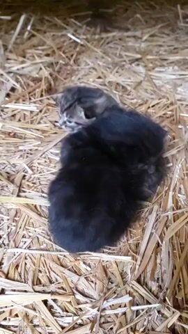 The video captures two young kittens nestled together on a bed of hay. One kitten has a tabby coat with distinct stripes, while the other is predominantly black and fluffy, largely obscuring its face as it snuggles against the tabby. The tabby kitten is seen with its eyes slightly open, appearing very young, and emits soft, high-pitched cries or meows throughout the clip, suggesting it might be seeking comfort or attention. The black kitten remains mostly still, providing warmth and closeness to its sibling. The setting is clearly an indoor space, likely a barn, shed, or stable, indicated by the loose straw or hay covering the ground. The lighting is dim, further suggesting an enclosed environment. No human presence or other objects are visible in the frame, keeping the focus entirely on the tiny felines. There is no visible text.