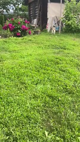 A small dog with white and brown markings runs towards the camera across a grassy yard. In the background, there is a wooden building, pink flowers, and some bicycles. The dog is running fast and its tail is wagging. The scene appears to be in a rural or suburban setting.