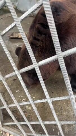 The video shows a brown bear inside a cage. The cage is made of gray metal bars that are crisscrossed. The bear is mostly brown and is foraging on the ground near the bars of the cage. The ground appears to be concrete and there is a piece of wood and a white object in the background. The camera is positioned outside the cage.
