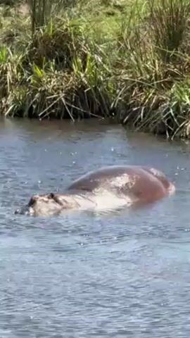 The video shows a hippopotamus in a shallow body of water. The hippo is mostly submerged, with its head and the upper part of its back visible. The water is rippling around the animal. On the banks of the water, green vegetation is visible. The lighting suggests it is a sunny day. The hippo appears calm and stationary in the water.