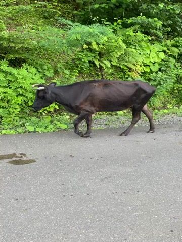 A black cow walks along the side of a paved road. It is surrounded by lush green foliage. Two lighter-colored cows are visible further down the road. The camera follows them as they walk away from the viewer. The scene is set in a rural, possibly mountainous area.