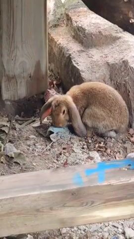 A brown rabbit with lop ears is foraging for food on the ground. It is surrounded by dirt, leaves, and some pieces of trash. The rabbit is positioned near a wooden structure and a concrete staircase. The overall environment appears to be outdoors and somewhat unkempt.