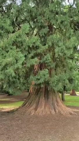 The video shows a slow upward pan of a very large, old tree. The tree has a thick, gnarled trunk and branches covered in dense green foliage. The camera begins at the base of the tree, showing the wide, buttressed roots, and then moves up through the canopy, revealing the vastness of the tree and the sky above. The environment appears to be a park or a wooded area, with other trees visible in the background. The lighting suggests it is daytime, possibly overcast. There are no people or animals visible in the footage.