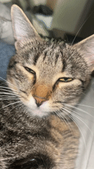 Tabby cat rests with tongue out in Plovdiv