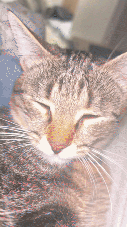 Tabby cat rests with tongue out in Plovdiv