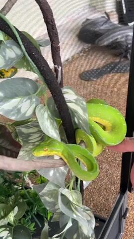 A bright green snake with yellow markings is coiled around a branch in a terrarium. The snake is partially obscured by artificial green leaves. The terrarium has a mesh top and sides, and the substrate appears to be small brown particles. A person's finger is visible near the snake at the bottom right of the frame.