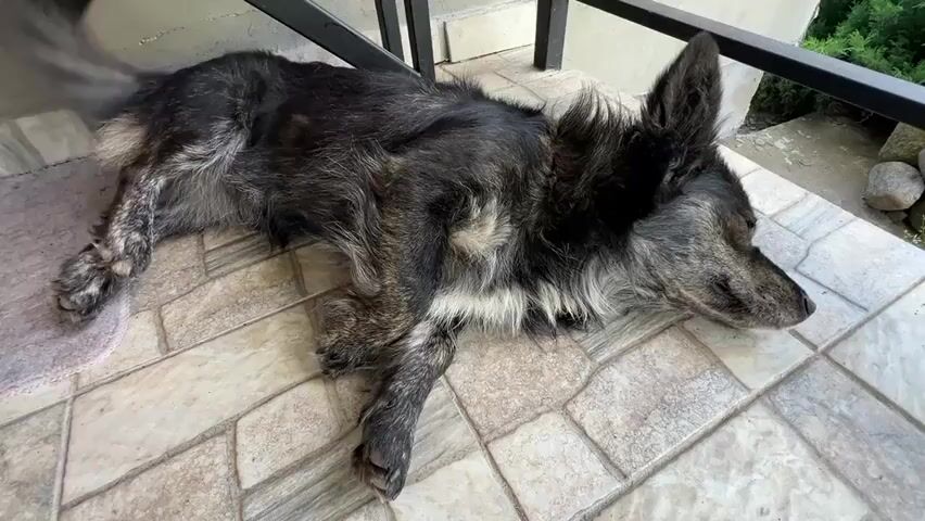 A medium-sized, scruffy dog with dark, brindle fur and white chest fur lies on its side on a tiled porch. Its head is resting on the tiles, facing to the right of the frame. One ear is perked up, while the other lies flat. The dog's tail is positioned behind its body, and its legs are splayed out. A small, pinkish rug is partially visible beneath its hindquarters. The background shows a black metal railing, a concrete surface, and some green foliage. The lighting suggests an outdoor, daytime setting.