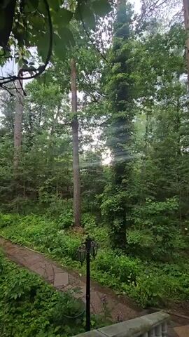 This media file shows a view of a wooded area with a stone pathway leading through lush green foliage. Tall trees dominate the scene, creating a dense canopy. A decorative lamppost stands along the pathway. The setting appears to be a natural, possibly a park or a garden within a forested area. The time of day seems to be daytime, with diffused light suggesting it might be overcast or late afternoon. There is no visible text in the media file. The overall impression is one of a serene and tranquil natural environment.