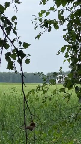 The video shows a distant view of a white truck with a trailer driving on a highway. The highway is bordered by a vast, green field of crops, possibly wheat or barley. The field is dense and appears to be swaying slightly in the wind. In the foreground, the branches and leaves of a tree partially obscure the view, framing the scene. The sky is overcast, suggesting a cloudy day. The truck is moving from left to right across the frame and is the only visible vehicle. The overall atmosphere is serene and natural, with a man-made element of the truck providing a contrast.