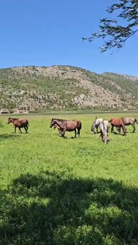 A herd of horses grazes in a lush green meadow under a bright blue sky. The horses are of various colors, including brown, grey, and white. In the background, a range of hills with sparse vegetation forms a natural backdrop to the scene. A few tree branches, casting shadows, are visible in the foreground, suggesting the viewer is positioned under a tree. The overall impression is one of a peaceful and serene pastoral landscape.