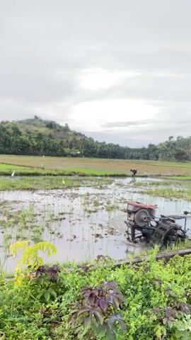 The video shows a muddy rice paddy field under an overcast sky. In the foreground, a person is operating a two-wheeled tractor, which is churning up the mud. There is another person in the distance also working in the paddy. The field is surrounded by lush green vegetation and hills in the background. Several white birds, possibly egrets, are visible in the field. The overall impression is of agricultural work in a rural setting.