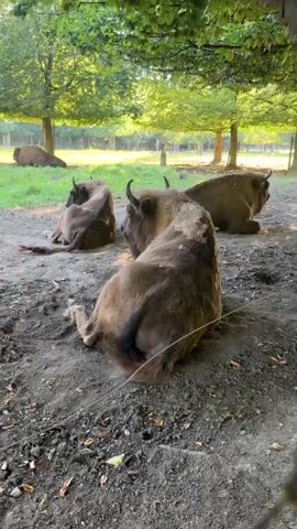 The video shows a herd of European bison resting on the ground in a wooded area. The bison are large, brown animals with shaggy fur and short, curved horns. They are lying down in the shade of trees, and the ground is covered with dirt and leaves. The sun is shining through the trees, creating a dappled light effect. One bison in the foreground is scratching itself with its hind leg. The other bison are lying down and appear to be resting.