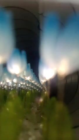The video shows a low-angle, out-of-focus shot of what appears to be a tunnel or enclosed space decorated with numerous light fixtures. The light fixtures have a rounded, blue-tinged shape, possibly resembling flowers or balloons, and each contains a small, bright light source. Below the lights are green, plant-like forms that are also out of focus. The perspective suggests the viewer is low to the ground or close to the green elements, looking up towards the ceiling. The overall scene is somewhat surreal and dreamlike due to the blurred focus and soft lighting.