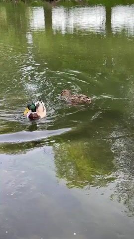 The video shows two ducks swimming in a pond. One is a mallard drake, with a green head and yellow bill, and the other is a female mallard, brown with mottled feathers. They are swimming near each other in a body of water that reflects the surrounding trees, creating a green hue. The water's surface is mostly still, with ripples around the ducks as they move. The environment appears to be a park or wooded area, based on the reflected trees and the general appearance of the scene.