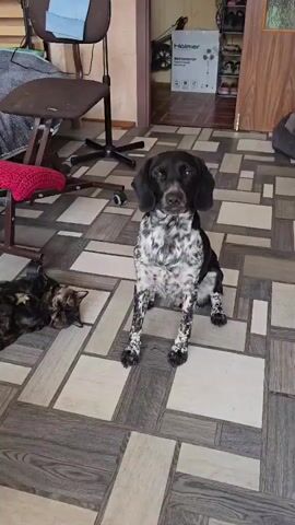 A medium shot shows a dog sitting on a tiled floor. The dog is black and white with speckled markings. To the left of the dog, a tortoiseshell cat is lying on its back, paws up. The cat appears to be asleep or relaxed. In the background, there is a chair with a red knitted item on it, and a tall stand. The floor has a geometric pattern of beige and gray tiles. The lighting is bright.