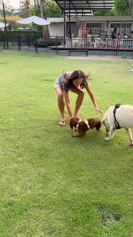 The video shows a woman standing on a grassy lawn with two dogs. The woman is wearing a grey shirt and light blue denim shorts, and she is barefoot, wearing flip flops. One dog is brown, smaller, and wearing a harness. The other dog is large and white, also wearing a harness. The woman has a tennis ball, and she is holding it in her right hand. The white dog is smelling and nosing a ball on the ground. The brown dog is looking at the woman. The background includes a black metal fence, trees, a white building with umbrellas, and an open structure with chairs and people in the distance.