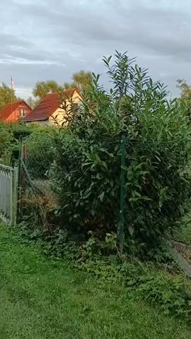 This is a video recording of an outdoor scene in Gartz (Oder), Germany. The video pans across a fenced-in area, likely a garden or yard. The main subjects include various plants, a chain-link fence with green posts, and in the background, houses with red roofs and white siding. There are also trees with green and yellowing foliage, suggesting it might be late summer or early autumn. The weather appears to be overcast with a cloudy sky, and the lighting suggests it is either early morning or late afternoon.

Notable details include a flag pole with a flag visible in the far distance. The general atmosphere is peaceful and domestic. There are no people visible in the footage. The scene depicts a suburban or rural residential setting. A small sign is visible on the fence in the final frames, but the text is too blurry to be legible.