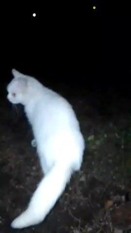 A white cat stands in the dark looking to the left of the frame. The ground is covered in dirt and leaves. There are two yellow lights visible in the background.