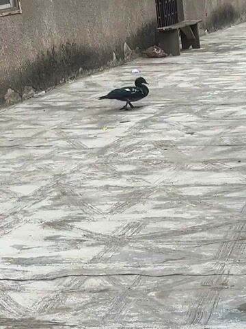 The video shows a single black duck walking across a concrete surface. The concrete has a textured pattern that appears to be made of scratches or lines. In the background is a wall and a small wooden table. The duck is the primary subject, and its movement is the main action occurring in the video. The lighting appears to be natural, suggesting an outdoor setting. There are also some small pieces of debris on the concrete.