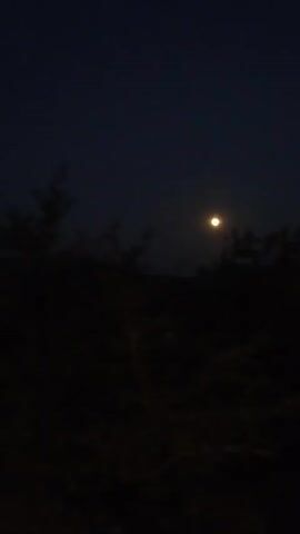 The video shows a dark outdoor scene at night. A full moon is visible in the upper center of the frame, casting a faint glow. Silhouetted trees and vegetation fill the lower portion of the image, obscuring details of the ground. The overall atmosphere is dark and still, with no discernible human activity.