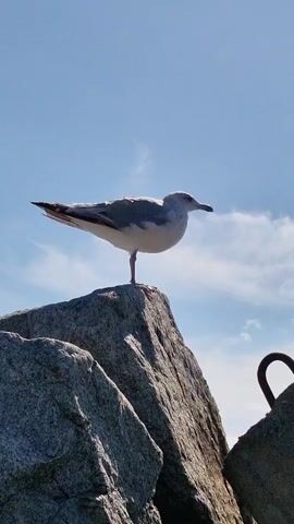 A seagull stands on a rock with its wings outstretched, against a blue sky with clouds. The seagull then hops off the rock.