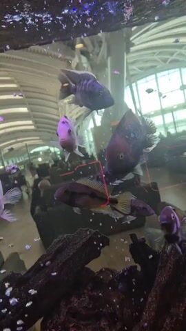 The video captures the interior of a large aquarium containing a variety of colorful fish swimming among driftwood and artificial rocks. The fish species display different shades of purple, blue, and gold, with some exhibiting spotted patterns. The aquarium is lit from above, creating reflections and highlighting the bubbles floating towards the surface. The water appears clear, allowing a view of the background through the glass. The environment visible through the aquarium glass seems to be a large, open space, potentially an airport terminal, as evidenced by the high, arched ceiling and the presence of seating areas. Blurred figures of people moving about can be seen in the background, further suggesting a busy public space.