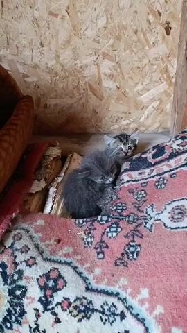 Two kittens are nestled on a rug next to some firewood. The kitten in the foreground is gray and fluffy. The kitten in the background is striped and partially hidden behind the gray kitten. The background consists of wooden walls and ceiling.