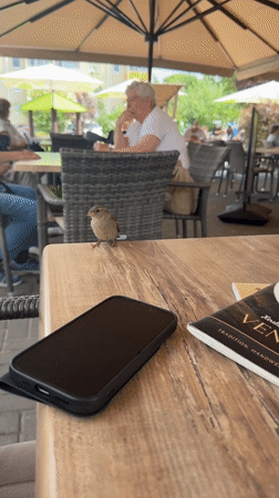 Bird visit and blueberry cake on a table in Eberswalde