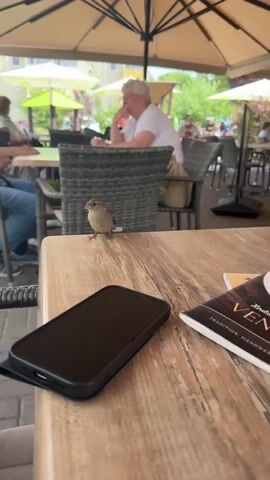 A small bird is perched on the edge of a wooden table, facing the camera. A smartphone lies flat on the table in front of the bird, to the right. A notebook or book is partially visible to the right of the phone. In the background, several people are seated at tables under umbrellas, some engaged in conversation. The scene appears to be an outdoor cafe or restaurant setting with paved ground. The bird is the primary focus of the foreground.