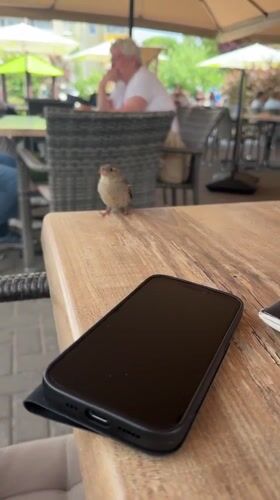 Bird visit and blueberry cake on a table in Eberswalde