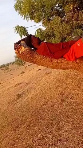 The video shows a man lying on a tree branch in a field. He is wearing a red shirt and red shorts. The field is dry and there are some trees in the background. The camera pans around to show the man and the surrounding landscape.