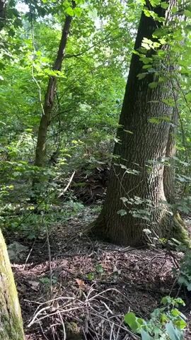 The video pans across a forest scene. The foreground features the base of a large tree with rough bark and moss. A dark, hollow opening is visible at the base of this tree. The background is filled with lush green foliage, other trees, and dappled sunlight filtering through the leaves. The ground is covered with fallen leaves and branches. There are no people or animals visible in the video.