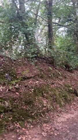 The video shows a blurry, ground-level view of a forest path. The camera is moving, suggesting it is being carried or is part of a vehicle. Deciduous trees with green foliage are visible on both sides of the path. The ground is covered in brown leaves and moss. The lighting is dim, indicating an overcast day or a shaded area.