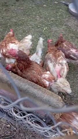 The video shows a group of brown and white chickens gathered around a feeder. Some chickens are standing, while others are sitting or lying down. The ground is covered in dirt and grass. There is a wire fence in the foreground, partially obscuring the view. The chickens appear to be pecking at something in the feeder.
