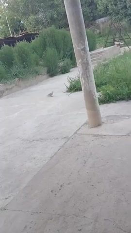 This is a short video clip of an outdoor scene. The foreground is dominated by a concrete surface, cracked in places, with a light-colored pole in the middle right of the frame. A small, brown bird is visible on the concrete surface, slightly to the left of the pole. In the background, there are lush green bushes and tall grass. Beyond the bushes, some trees are visible, suggesting a natural or park-like setting. There are also some man-made structures in the background, including what appears to be a metal frame and some concrete steps or platforms. The lighting suggests it is daytime, possibly late afternoon or early morning, given the soft light and shadows. There is no visible text in the clip. The overall impression is a peaceful, quiet outdoor moment with a focus on the bird and the natural surroundings.