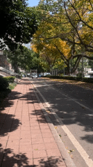 Autumn leaves blanket Yuzhong District streets in Chongqing
