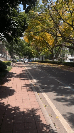 Autumn leaves blanket Yuzhong District streets in Chongqing