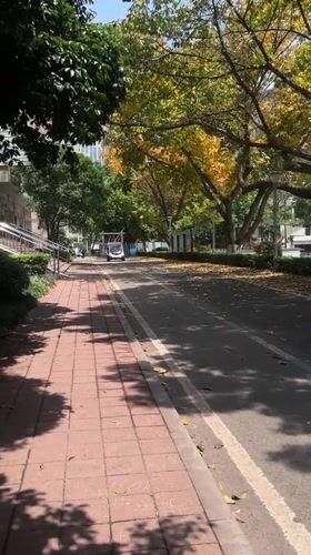 Autumn leaves blanket Yuzhong District streets in Chongqing