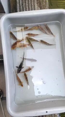 A white plastic tub filled with clear water contains approximately twelve small fish. The fish vary in color from light brown to dark gray. Some are oriented horizontally, while others are positioned vertically or at an angle. The tub is situated outdoors on a surface that appears to be made of wooden planks. Reflections are visible on the surface of the water.