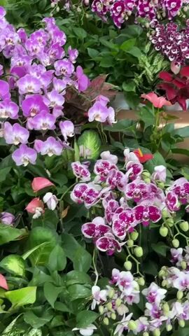 The video shows a collection of potted orchid plants of various colors, including purple, yellow, and spotted pink and white. The plants are densely packed together, with green foliage interspersed among the flowers. A light mist or spray of water is applied to the plants.