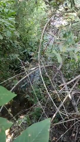 A small stream flows through a wooded area. The water is murky and appears to be clogged with debris. The banks of the stream are lined with trash, including plastic bottles, wrappers, and other refuse. The scene is overgrown with vegetation, creating a cluttered and unkempt appearance.