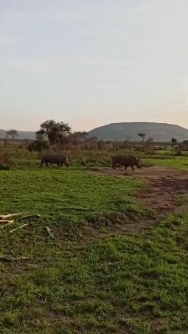 The video shows two rhinos in a field, with one rhino on the left grazing in the grass and the other rhino on the right walking along a dirt path. The field is green with some patches of dirt and is surrounded by trees and a distant hill under a partly cloudy sky.