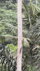 Wildlife and landscape observed in Ubud's tropical forest