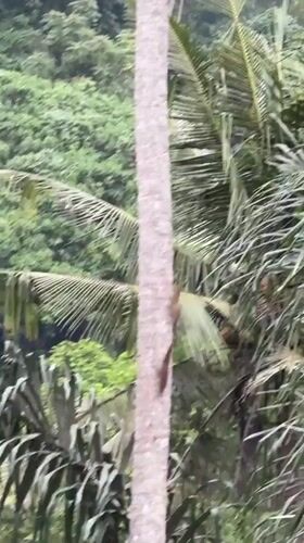 Wildlife and landscape observed in Ubud's tropical forest