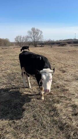 A black and white cow is captured in a close-up shot, grazing in a dry, grassy field under a clear blue sky. The cow, with distinct white markings on its head, lower legs, and a patch on its back, is seen lowering its head to eat the withered grass. In the background, another dark-colored cow stands in the distance. Bare trees and what appear to be distant structures or power lines line the horizon, suggesting a rural setting. The ground is covered with light brown, dry vegetation, indicating either early spring before new growth, or late autumn. The sunlight casts clear shadows, signifying a bright, sunny day. The scene is set in Савиново, Russia. No visible text is present.